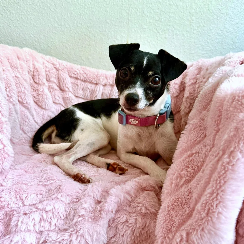 An adult small-sized female White / Cream Toy Fox Terrier dog named Lacey for adoption in High Ridge, MO