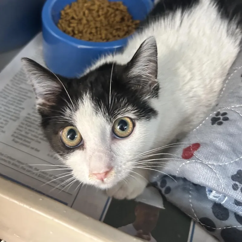 A baby small-sized female Black Domestic Short Hair cat named Eloise for adoption in Newport, NC