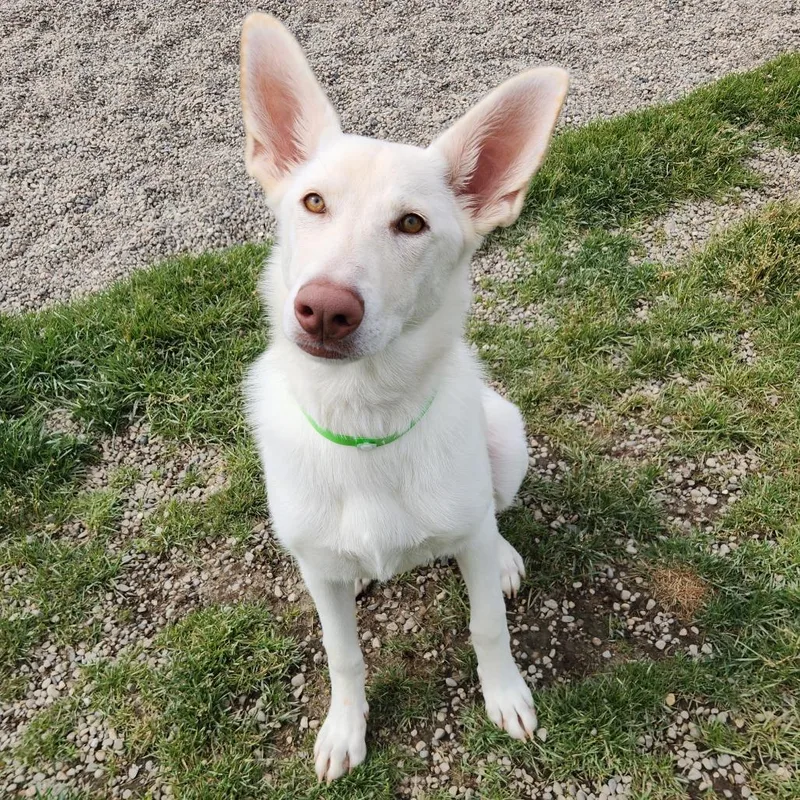 A young medium-sized female White / Cream Shepherd dog named Suki for adoption in Fort Wayne, IN