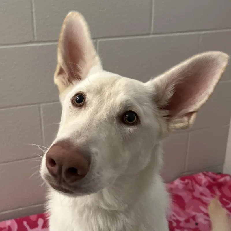 Suki thumbnail 2