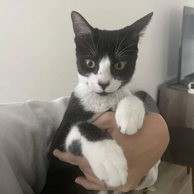 A baby medium-sized male Tuxedo cat named Mochi gottahavefun for adoption in Houston, TX