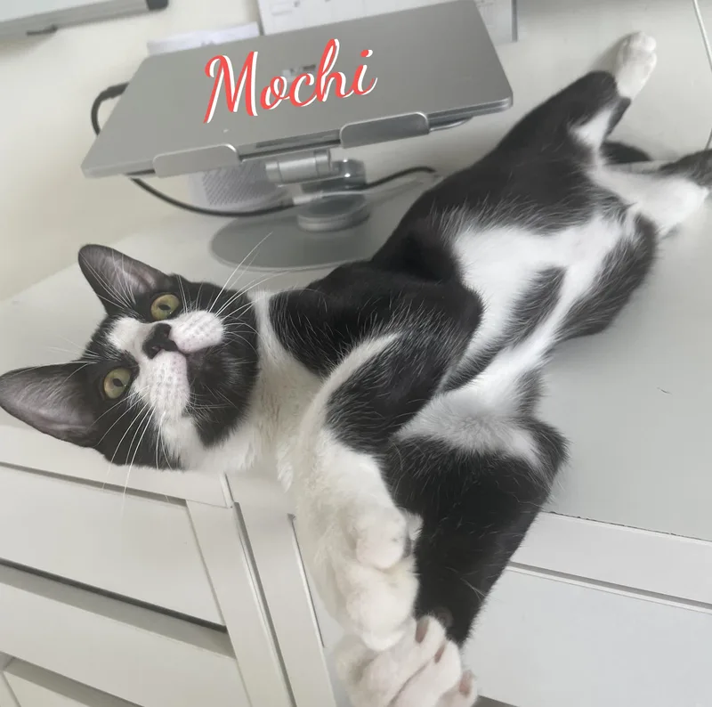 Mochi gottahavefun thumbnail 3