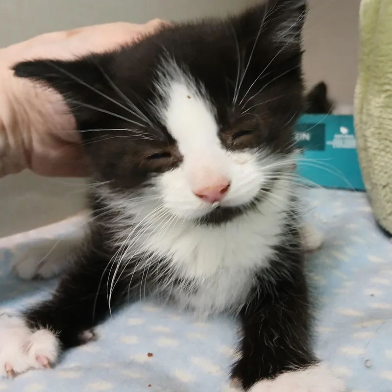 A baby medium-sized male Black & White / Tuxedo Domestic Short Hair cat named William for adoption in Germansville, PA