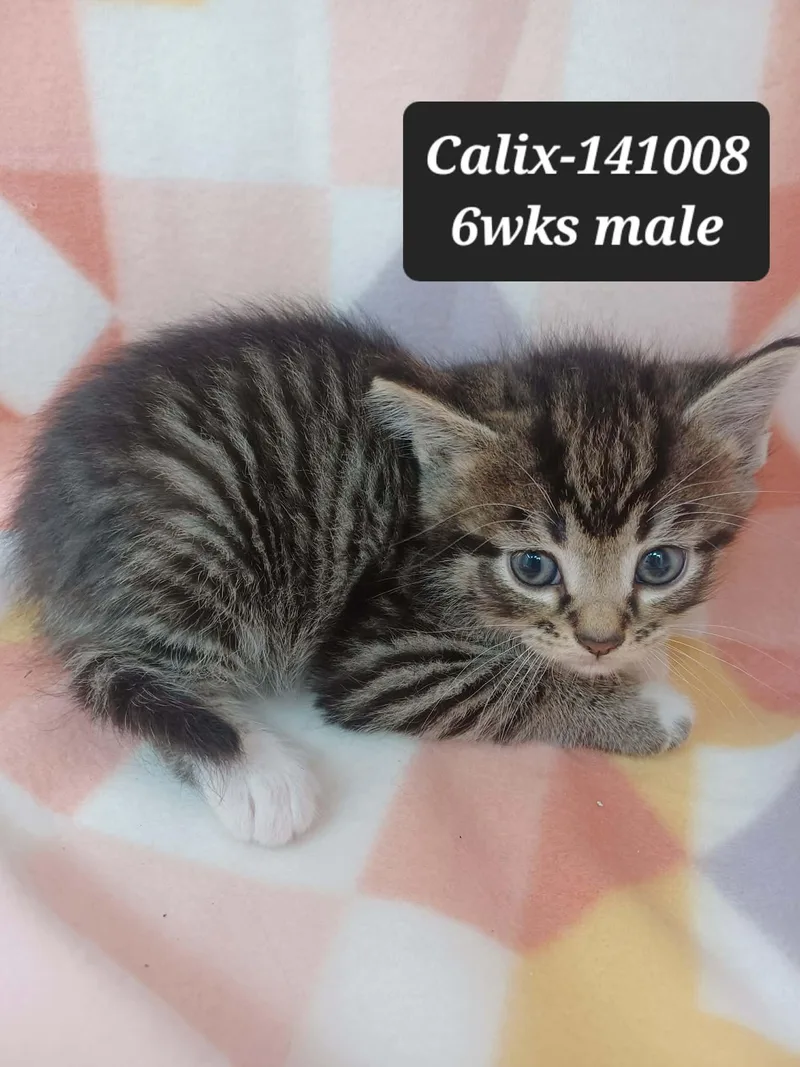 A baby small-sized male Domestic Short Hair cat named Calix for adoption in Knoxville, TN
