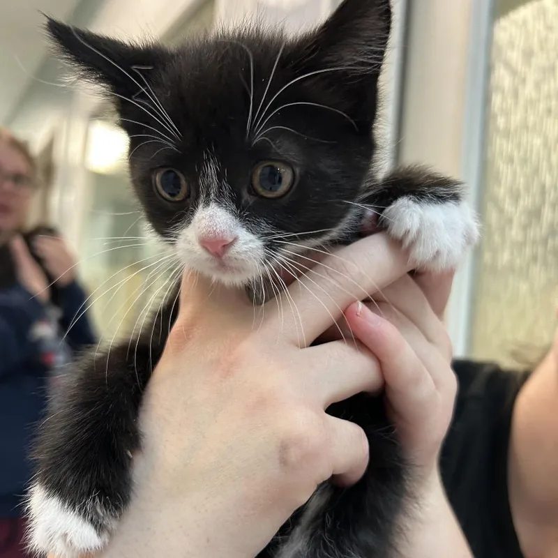 A baby small-sized female Black Domestic Short Hair cat named Meatball for adoption in Conway, NH
