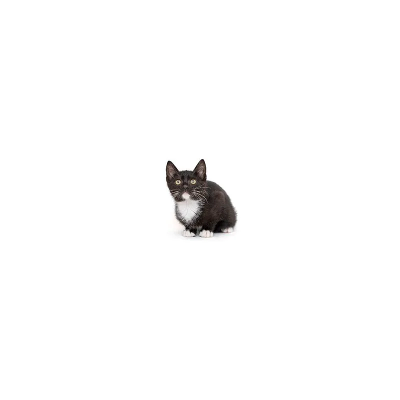 A baby small-sized male Black Domestic Short Hair cat named Regal for adoption in Playa Vista, CA