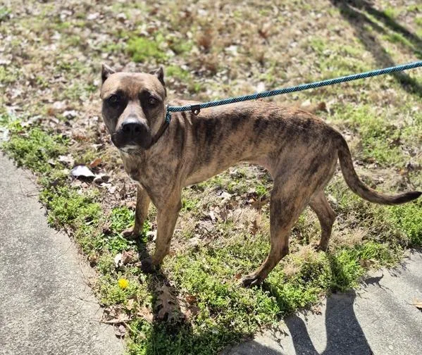 Pen  Gypsy thumbnail 2