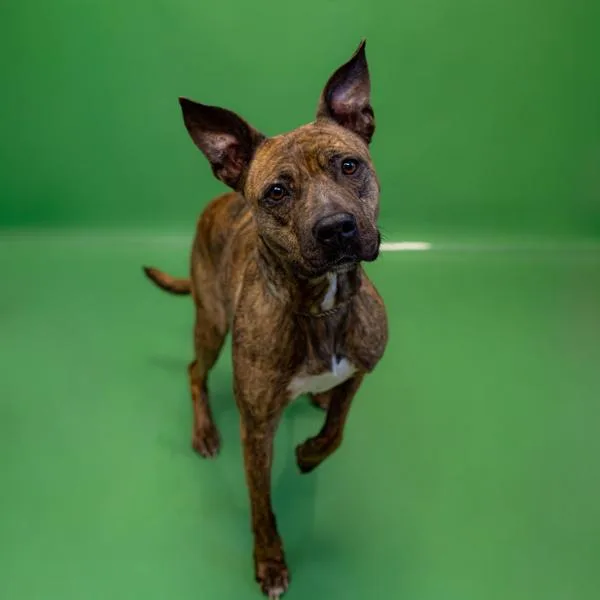 Pen  Gypsy thumbnail 3