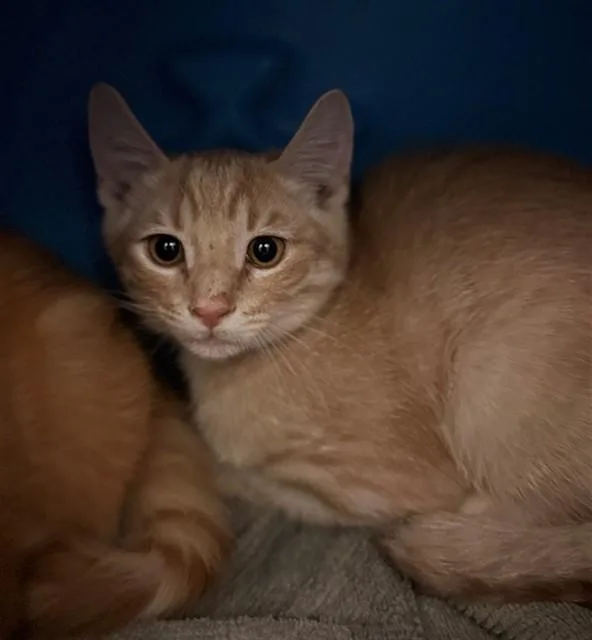 A baby small-sized male Domestic Short Hair cat named Bagel for adoption in Conroe, TX