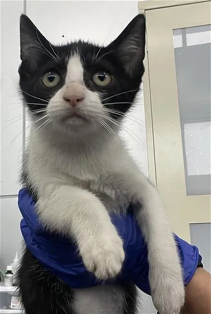 A baby medium-sized female Domestic Short Hair cat named Sky for adoption in Dallas, TX