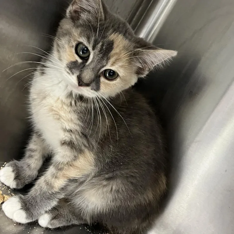A baby small-sized female Calico Domestic Short Hair cat named Cali for adoption in Mount Gilead, NC
