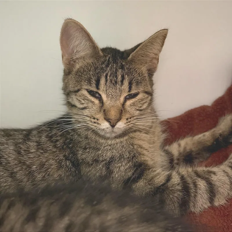 A young medium-sized female Brown / Chocolate Domestic Short Hair cat named Kimber for adoption in Albert Lea, MN