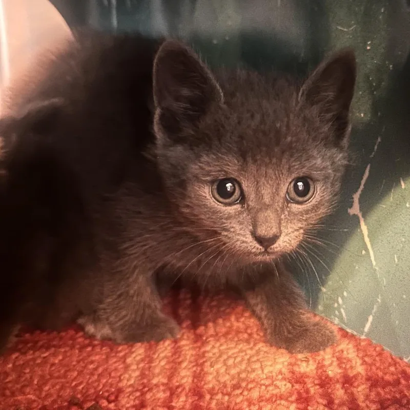 A baby small-sized female Gray / Blue / Silver Domestic Short Hair cat named Gia for adoption in Rocky Mount, VA