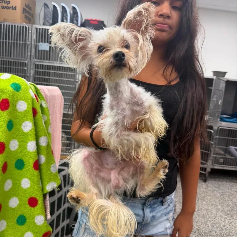 An adult small-sized male Yellow / Tan / Blond / Fawn Mixed Breed dog named Ralphy for adoption in Fredericksburg, VA