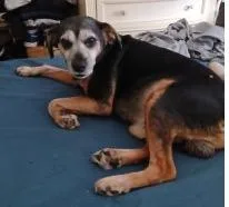 A senior medium-sized male Bicolor Beagle dog named Dewey for adoption in Wingdale, NY