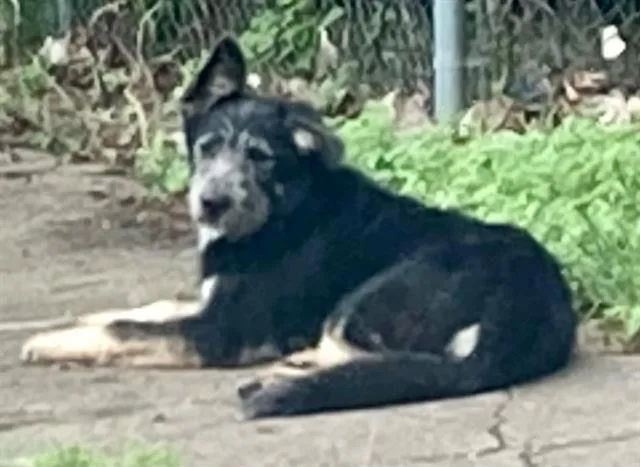 A young large-sized male Irish Wolfhound dog named Hunter for adoption in Dallas, TX