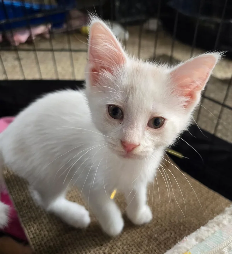 A baby medium-sized male Domestic Short Hair cat named Fezzik for adoption in Sauk City, WI