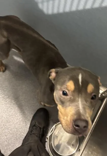 An adult medium-sized female Pit Bull Terrier dog named Espresso for adoption in West Chester, PA