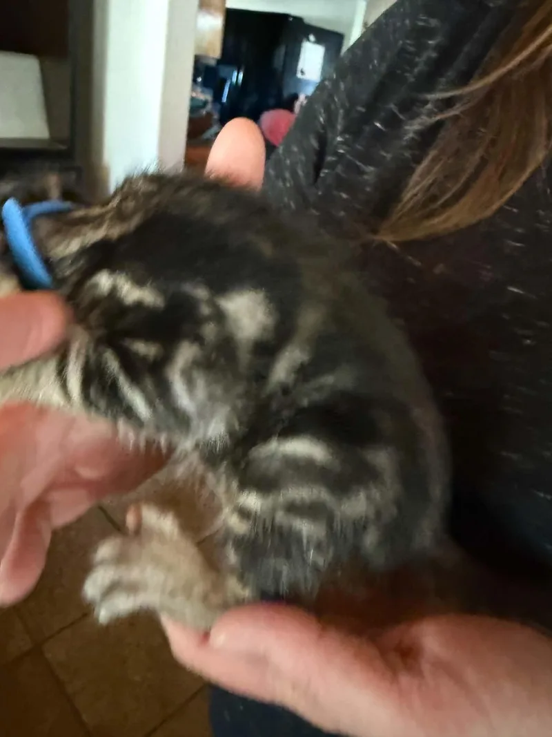 A baby medium-sized male Tabby (Brown / Chocolate) Tabby cat named Blue for adoption in Tehachapi, CA