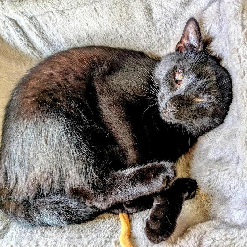 A young medium-sized male Black Domestic Short Hair cat named Pat for adoption in Pittsburgh, PA