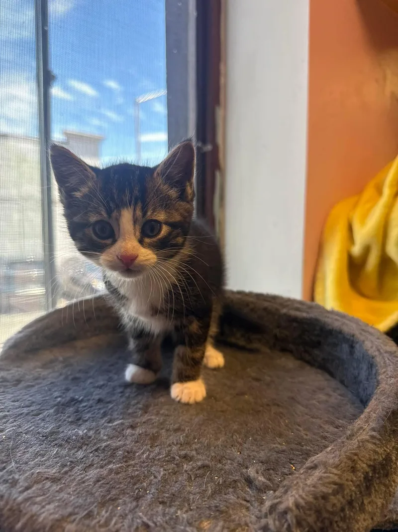 A young small-sized female Tabby (Buff / Tan / Fawn) Domestic Short Hair cat named Sandy Cheeks for adoption in Freeport, NY