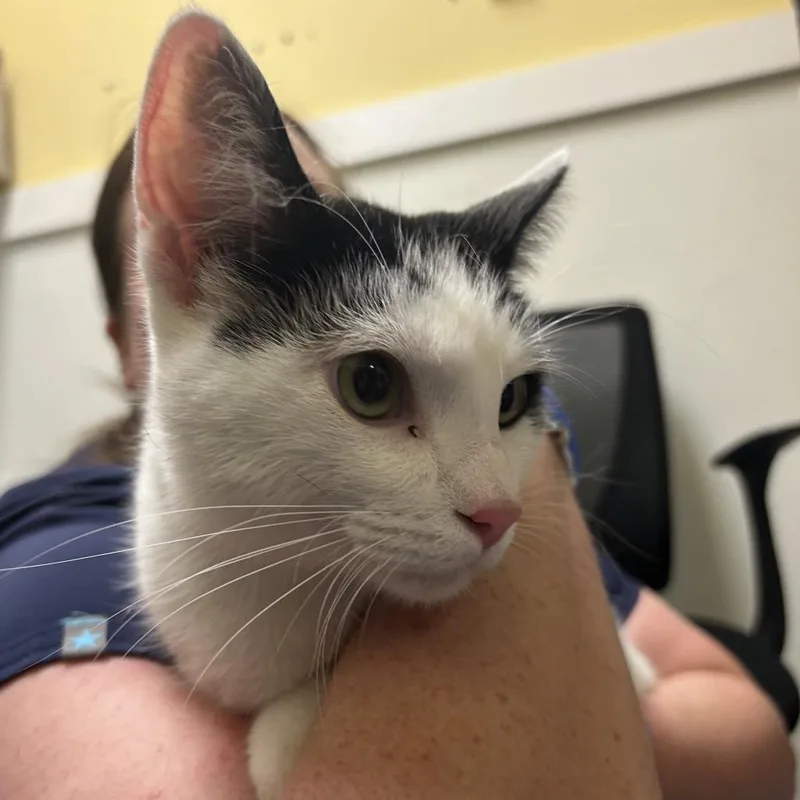 An adult large-sized male White Domestic Short Hair cat named Fibonacci for adoption in Charlottesville, VA