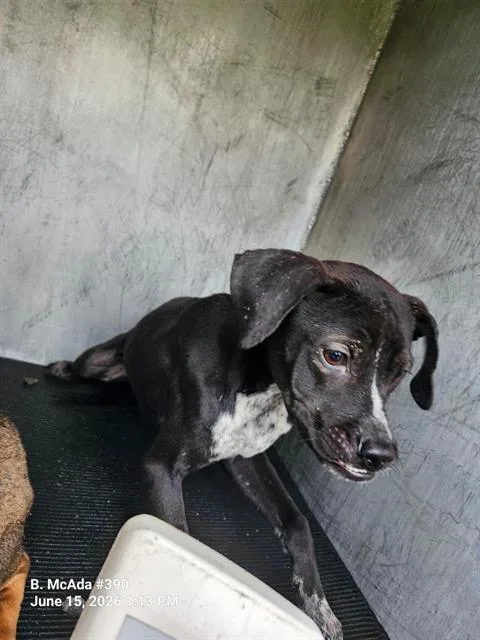 A young small-sized male Boxer dog named Hazel for adoption in San Antonio, TX