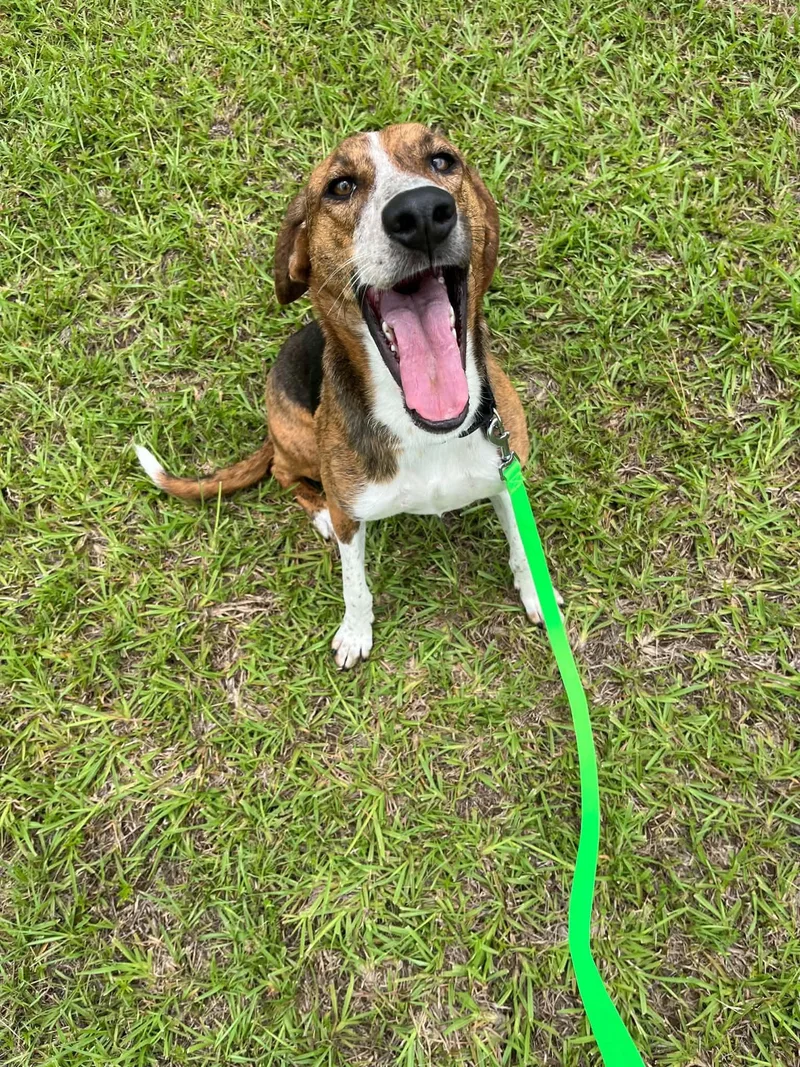An adult medium-sized female Hound dog named Mary Ann for adoption in Fort Collins, CO