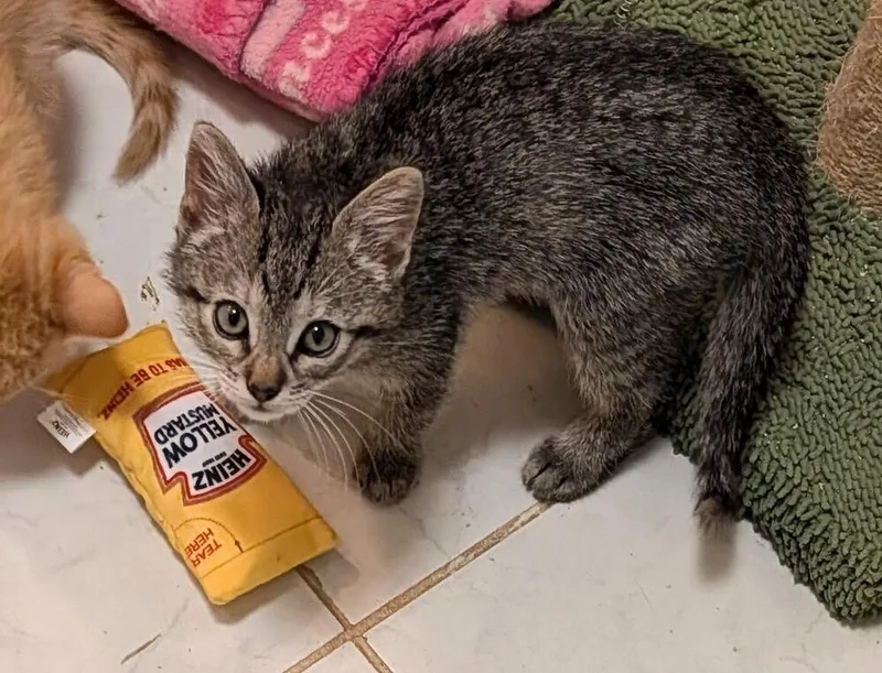A baby small-sized male Domestic Short Hair cat named Kelly Osbourne for adoption in Lake Wylie, SC