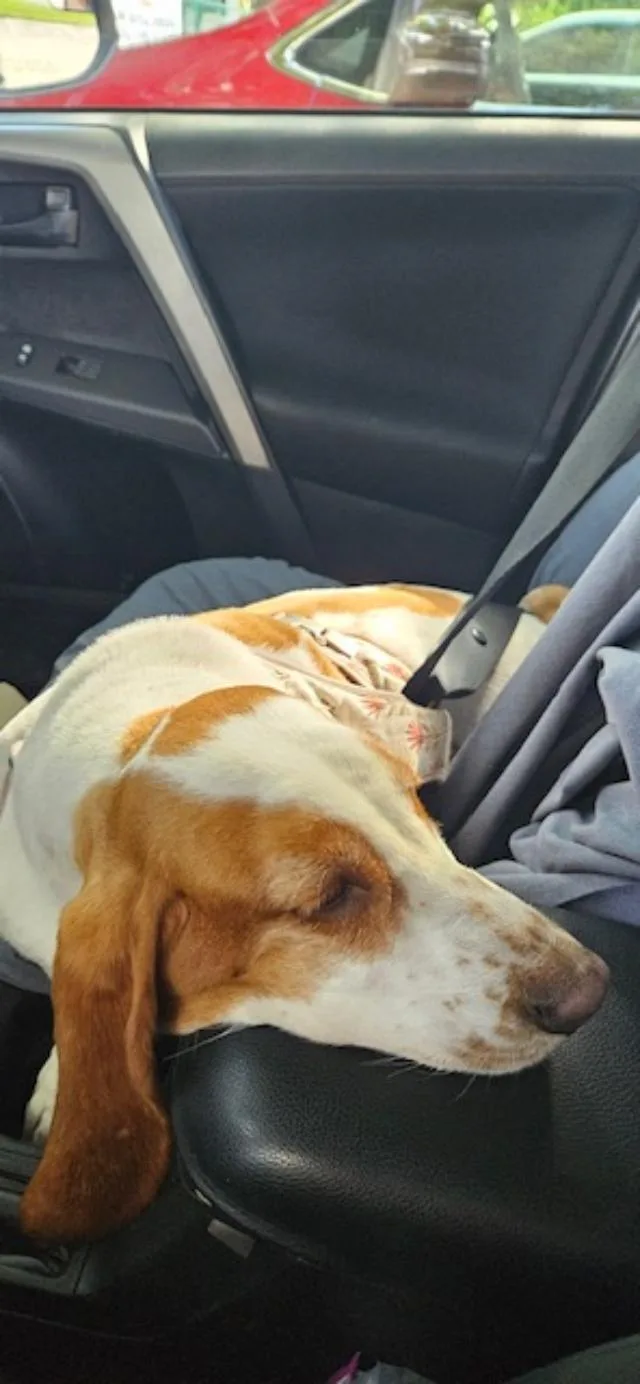 Daisy Mae