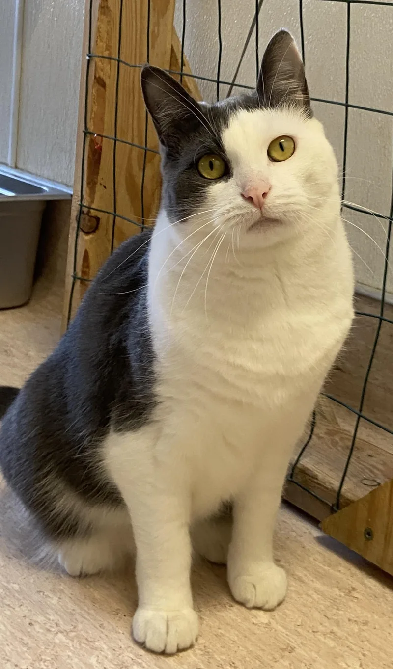 An adult medium-sized female Domestic Short Hair cat named Ms. Dutchess for adoption in Beacon, NY