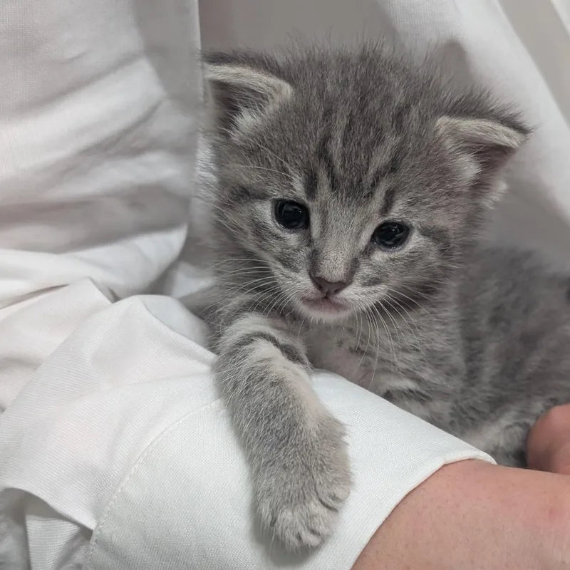 A baby small-sized female Gray / Blue / Silver Domestic Short Hair cat named Dancing Queen for adoption in Long Beach, CA