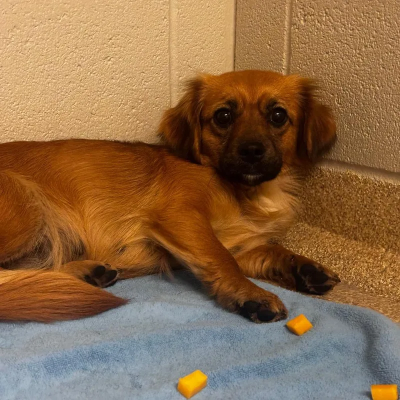 An adult small-sized female Brown / Chocolate Terrier dog named Gamora for adoption in Bristol, IN