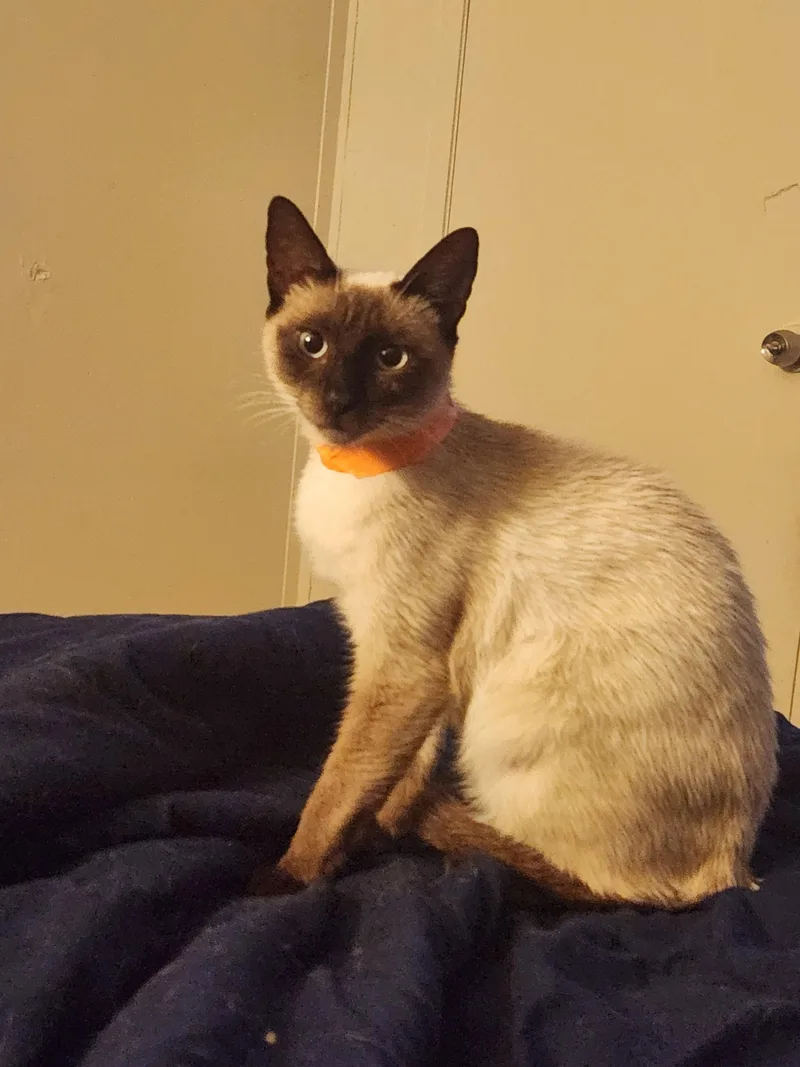 A young medium-sized female Seal Point Siamese cat named Nova for adoption in Mount Pleasant, TX