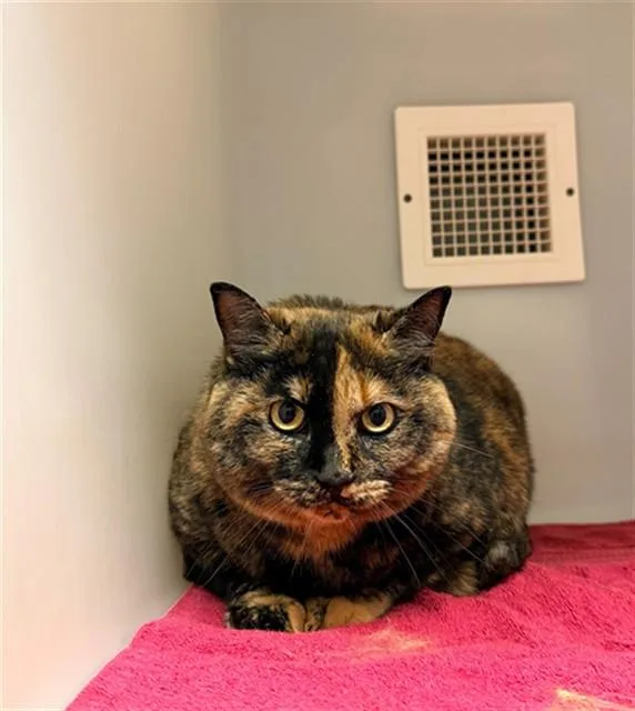 An adult medium-sized female Domestic Short Hair cat named Pertie for adoption in Statesville, NC