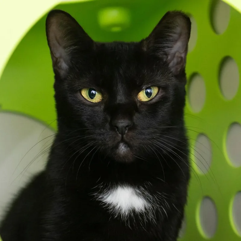 An adult medium-sized female Black Domestic Short Hair cat named Mora for adoption in Middletown, RI