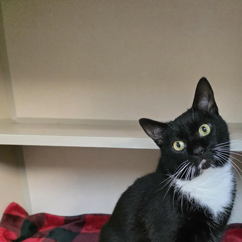 An adult medium-sized male Black & White / Tuxedo Tuxedo cat named Sam for adoption in Greensboro, NC