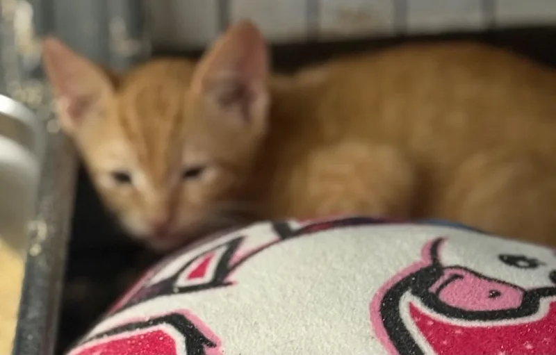 A baby small-sized male Domestic Short Hair cat named Harrison for adoption in Saint Francisville, LA