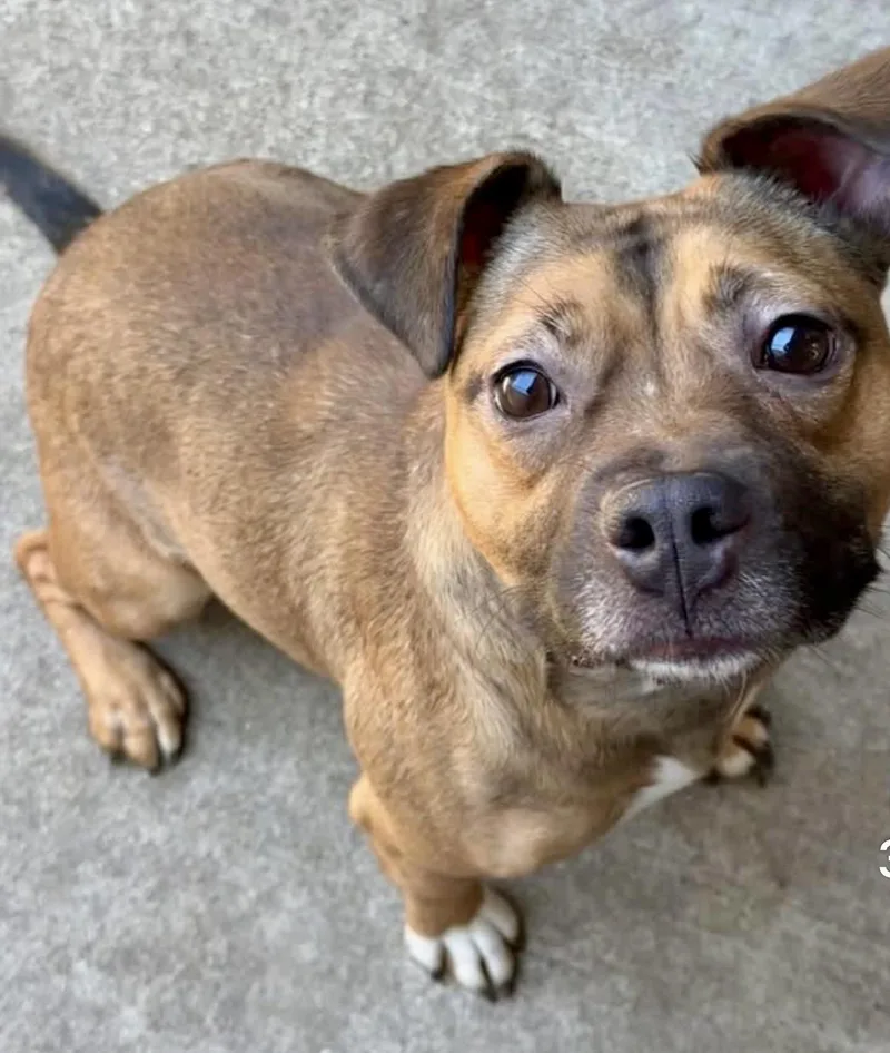An adult medium-sized female Tricolor (Brown, Black, & White) Beagle dog named Kerri for adoption in Chicago, IL