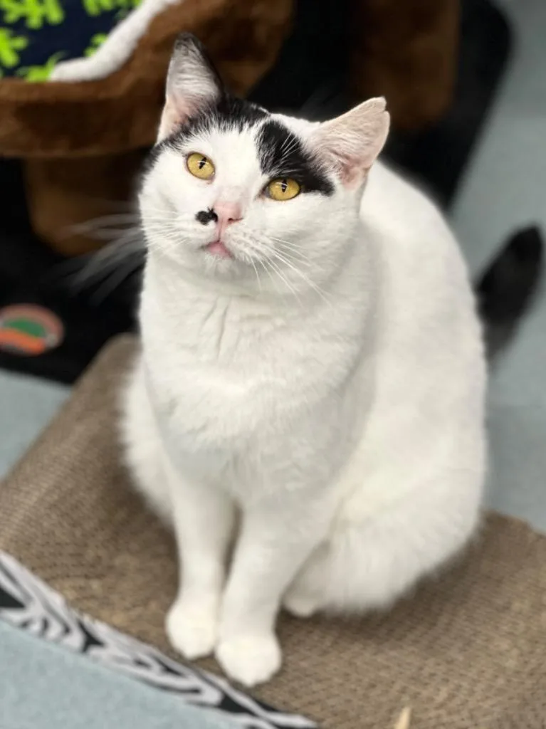 An adult medium-sized female Domestic Short Hair cat named Marilyn Monroe for adoption in Cumberland, ME
