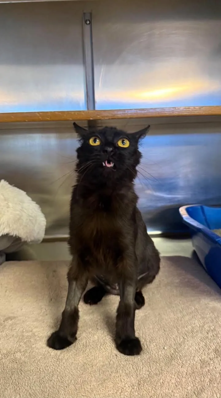 A young medium-sized female Black Domestic Short Hair cat named Sasha for adoption in Wilmington, NC