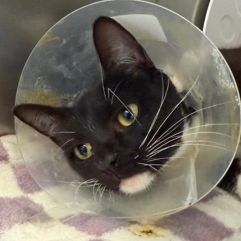 An adult medium-sized female Domestic Short Hair cat named Little Debbie for adoption in Martinsville, VA