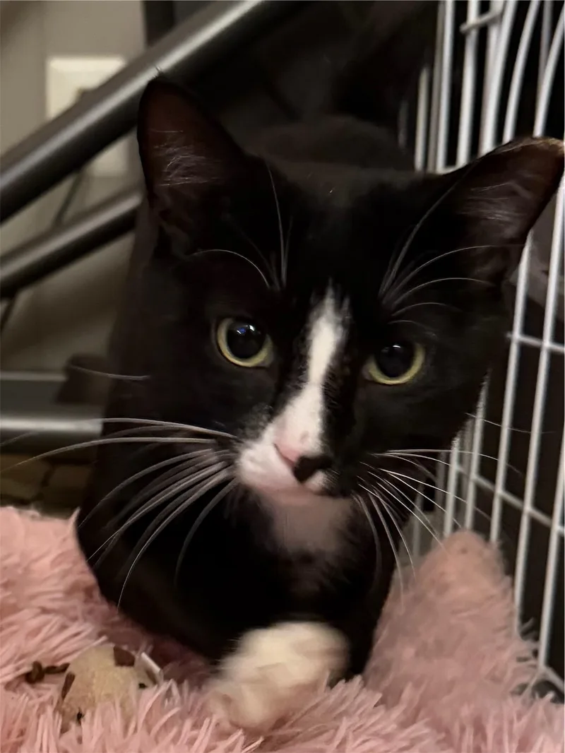 A young medium-sized male Black & White / Tuxedo Domestic Short Hair cat named Eduardo for adoption in Leesburg, VA