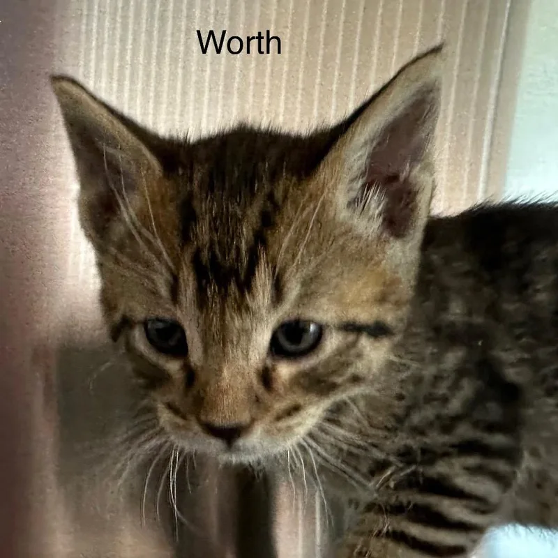 Worth thumbnail 3