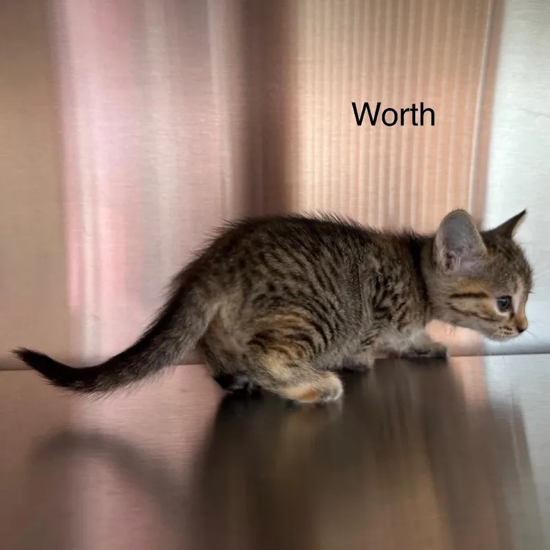 Worth thumbnail 4