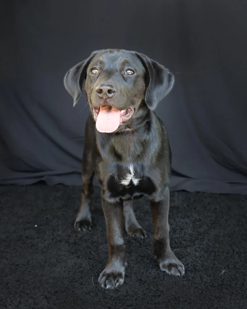 A baby medium-sized male White / Cream Labrador Retriever dog named Dusty for adoption in Ocean Springs, MS