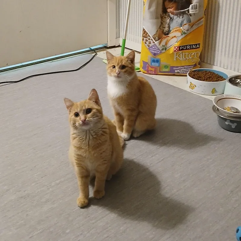 Orangie Boy thumbnail 2