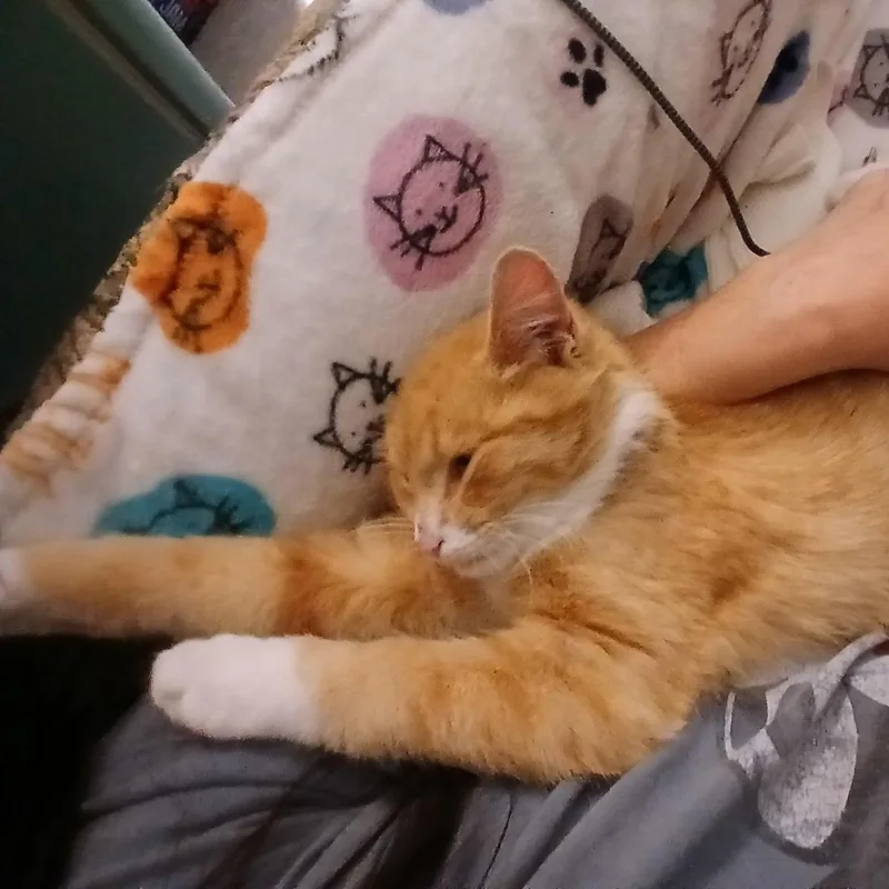 Orangie Boy thumbnail 3