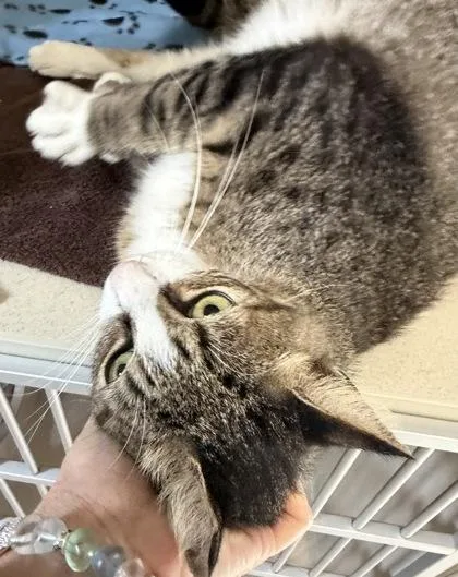 A young large-sized male White Domestic Short Hair cat named Napolean Solo for adoption in Salem, NH