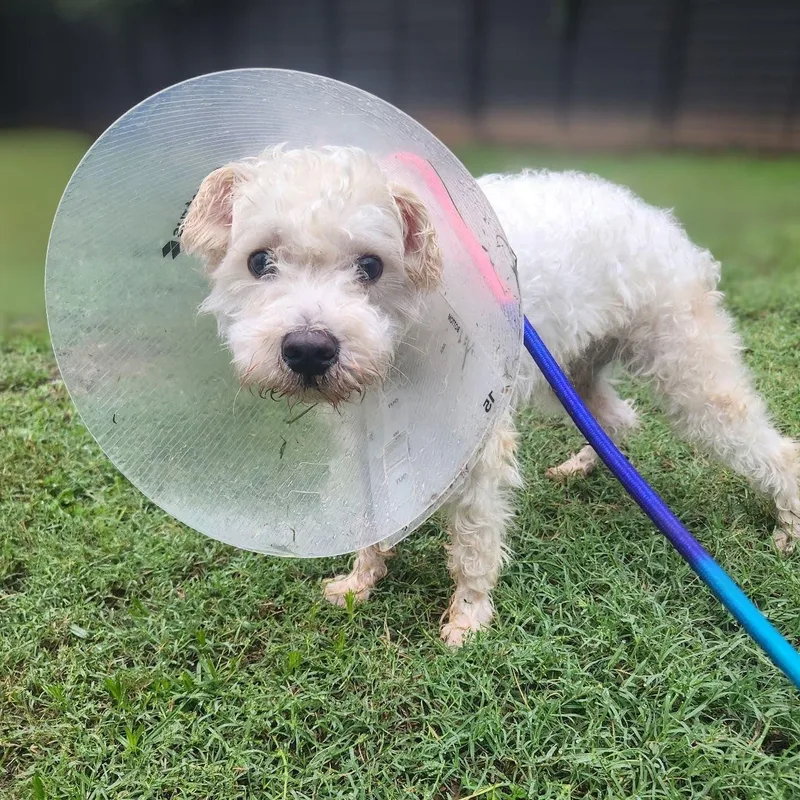 An adult small-sized male White / Cream Maltese dog named Winston for adoption in Austin, TX